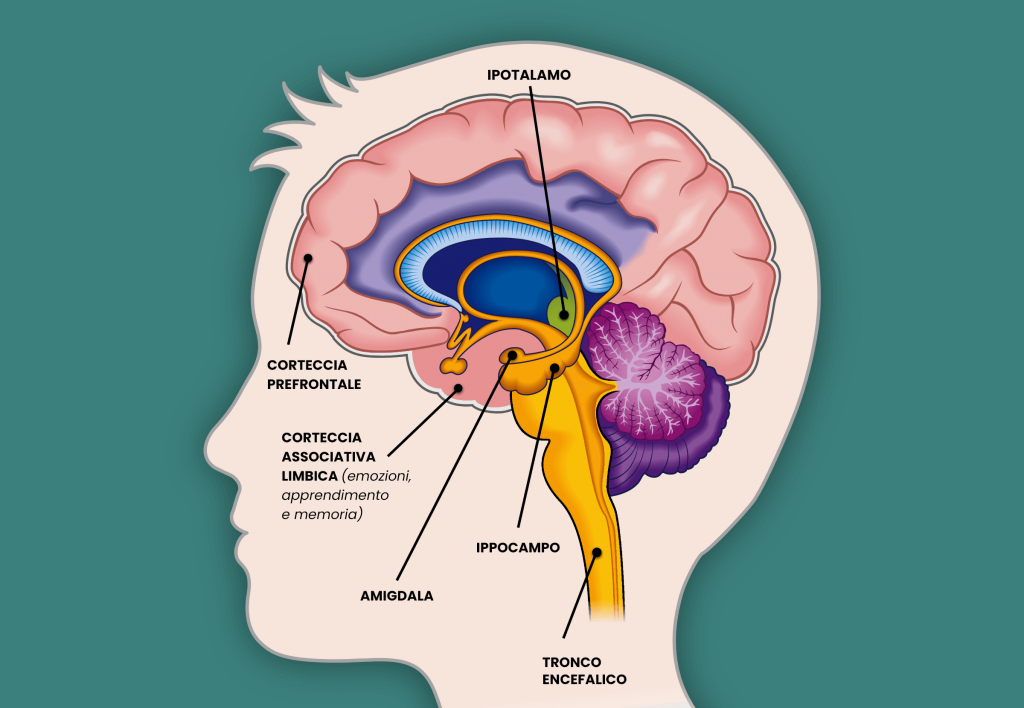 Il sistema limbico, le strutture del cervello