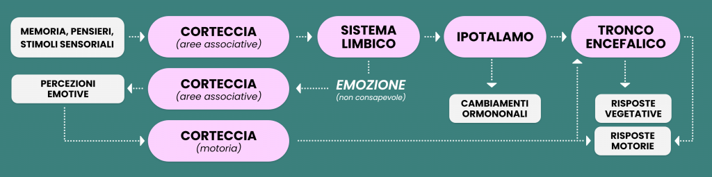 Il ciclo delle emozioni, le strutture coinvolte