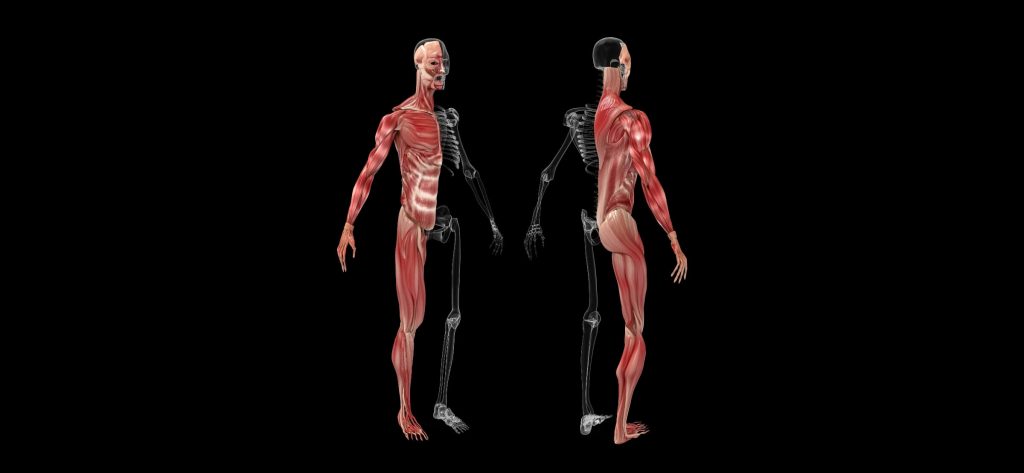 Non mollare l'osso - apparato muscolo scheletrico